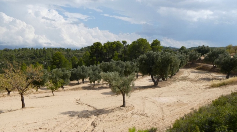 Teruel - Calaceite - 21900m2