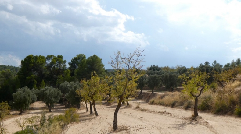 Teruel - Calaceite - 21900m2