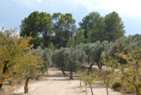 Foto 8