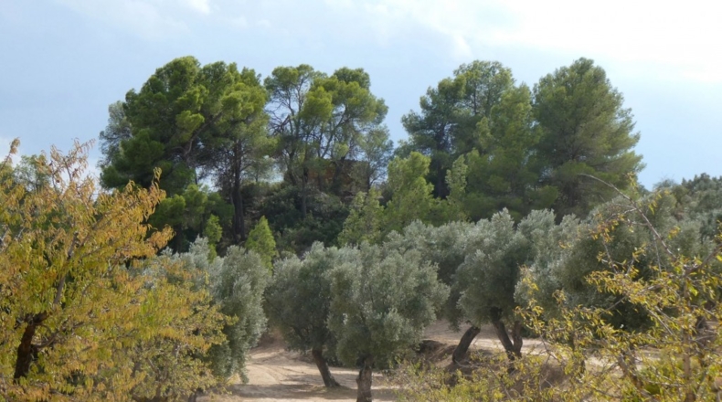 Teruel - Calaceite - 21900m2