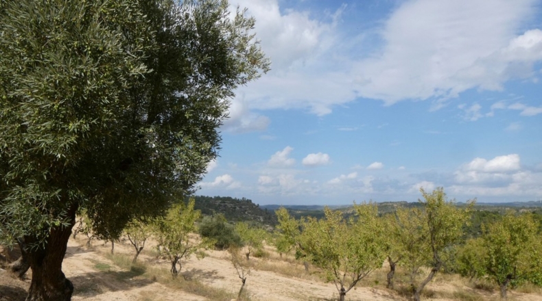 Teruel - Calaceite - 21900m2