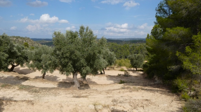 Teruel - Calaceite - 21900m2