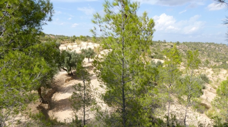 Teruel - Calaceite - 21900m2