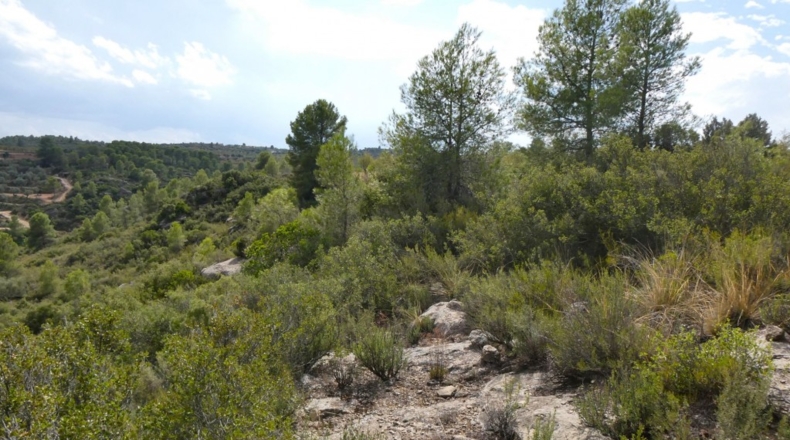 Teruel - Calaceite - 21900m2
