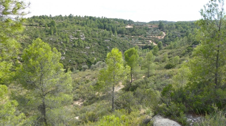 Teruel - Calaceite - 21900m2