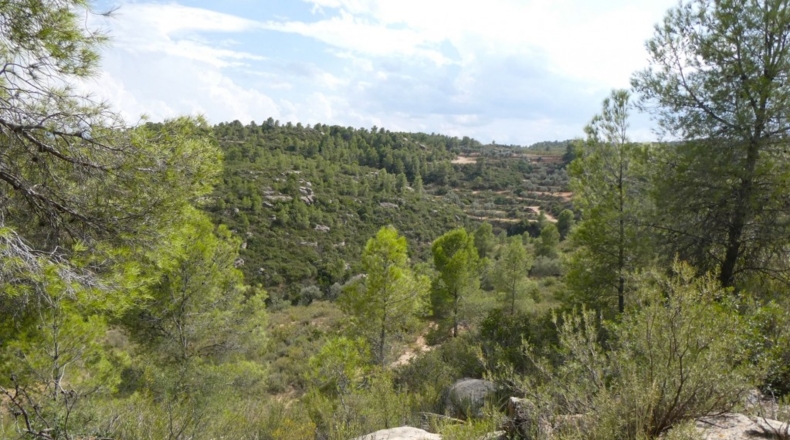 Teruel - Calaceite - 21900m2