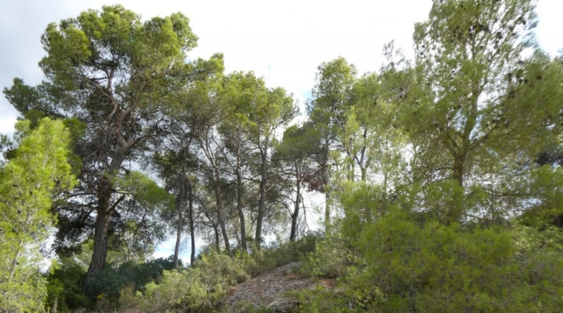 Teruel - Calaceite - 21900m2