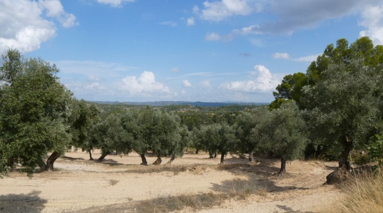 Teruel - Calaceite - 21900m2
