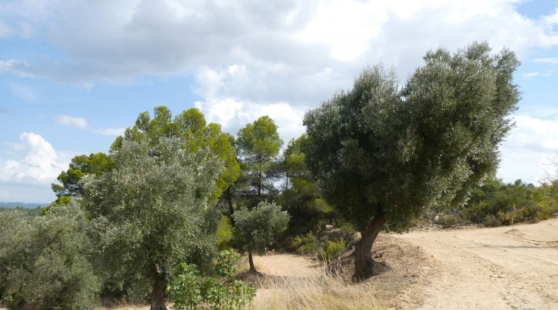 Teruel - Calaceite - 21900m2