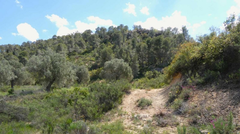Zaragoza - Maella - 53300m2