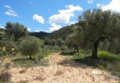Non-developable land for sale in Maella ref: TR396118 photo