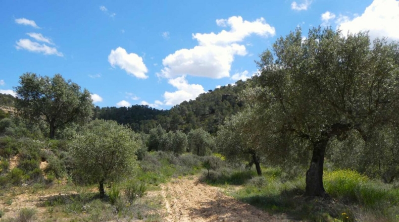 Zaragoza - Maella - 53300m2