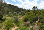 Non-developable land for sale in Maella ref: TR396118 photo