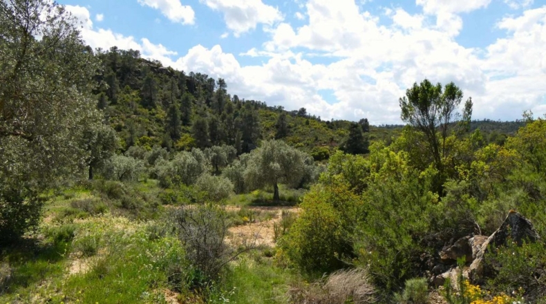 Zaragoza - Maella - 53300m2
