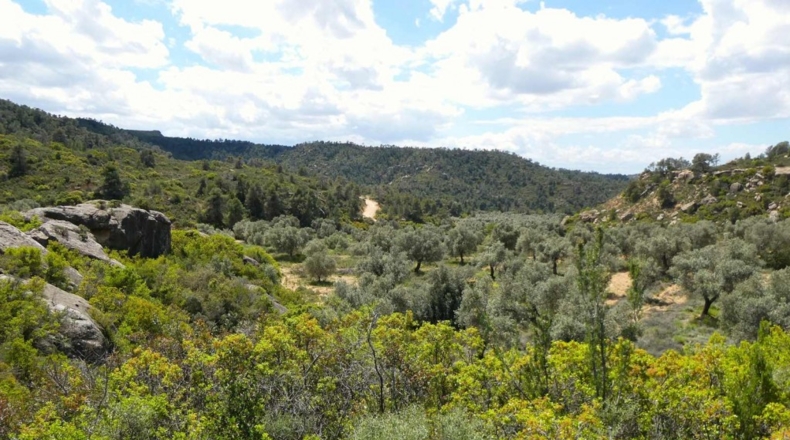 Zaragoza - Maella - 53300m2