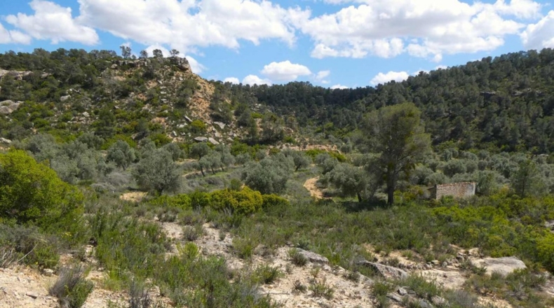 Zaragoza - Maella - 53300m2