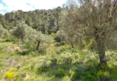 Non-developable land for sale in Maella ref: TR396118 photo