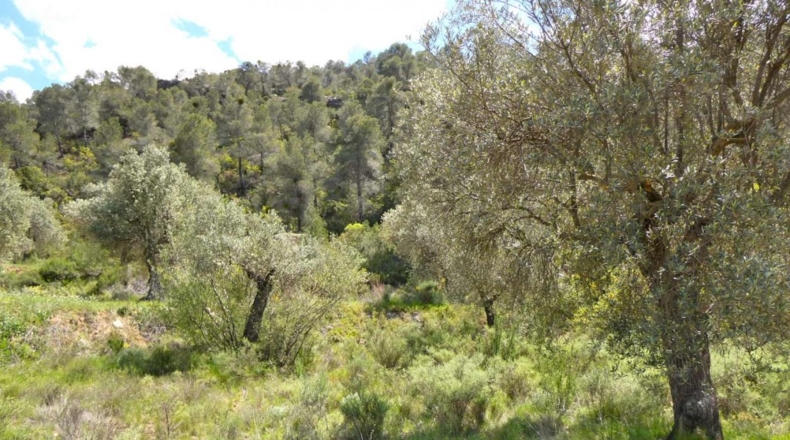 Zaragoza - Maella - 53300m2