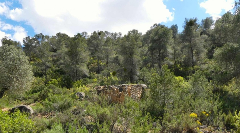 Zaragoza - Maella - 53300m2