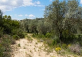 Non-developable land for sale in Maella ref: TR396118 photo