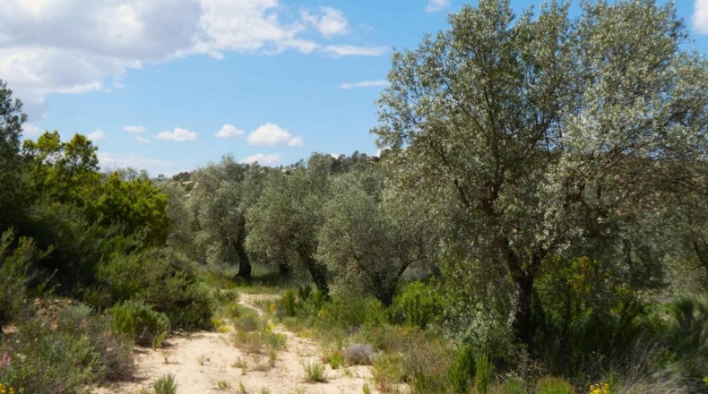 Zaragoza - Maella - 53300m2