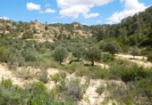 Non-developable land for sale in Maella ref: TR396118 photo