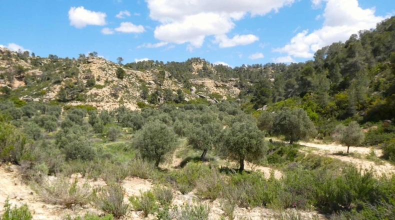 Zaragoza - Maella - 53300m2