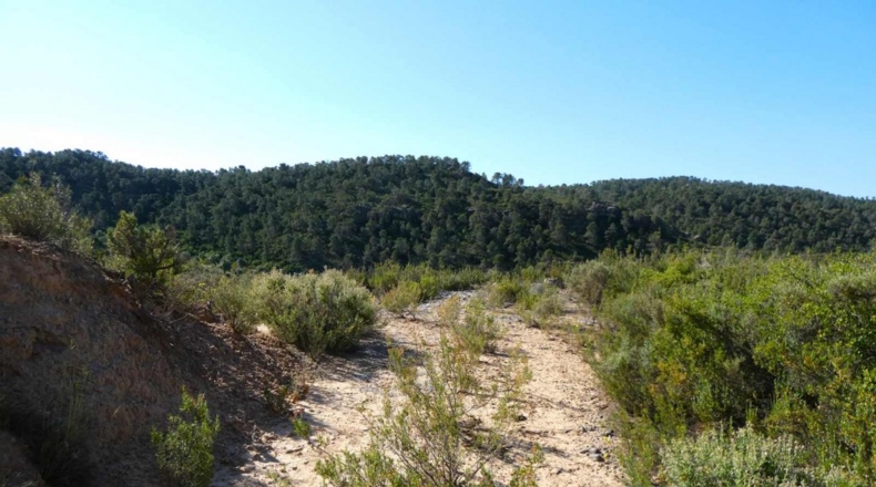 Zaragoza - Maella - 53300m2