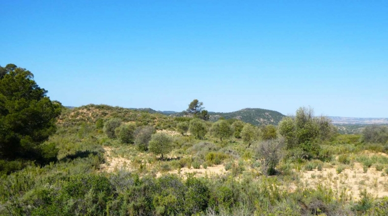 Zaragoza - Maella - 53300m2