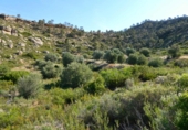 Non-developable land for sale in Maella ref: TR396118 photo