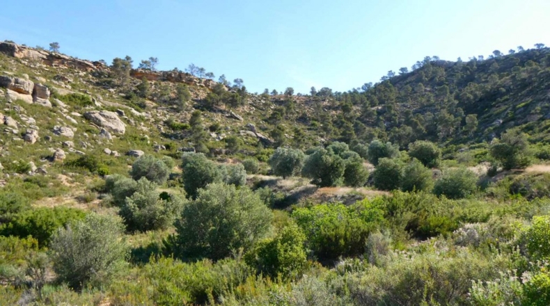 Zaragoza - Maella - 53300m2