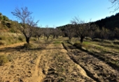 Terreny no urbanitzable en venda a Maella ref.: TR396115 foto