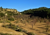 Terreny no urbanitzable en venda a Maella ref.: TR396115 foto