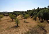 Terreno no urbanizable en venta en Maella ref: TR396116 foto