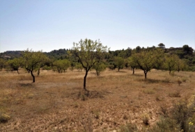 Maella 21800&nbsp;м²