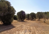Terreno no urbanizable en venta en Maella ref: TR396116 foto