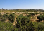 Terreno no urbanizable en venta en Maella ref: TR396116 foto