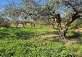 Detached villa with land for sale in Ontinyent ref: TR396178 photo