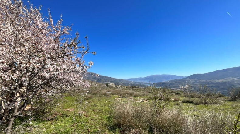Granada - Murchas - 49000m2