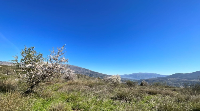 Granada - Murchas - 49000m2