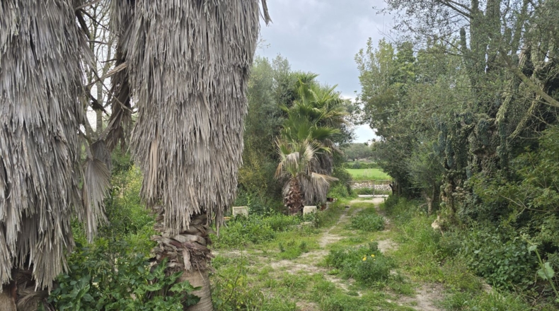 Balearic Islands - Montuïri - 20839m2