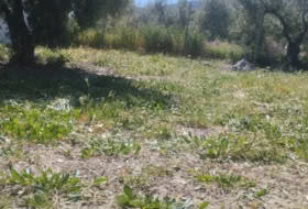 La Guardia de Jaén 809&nbsp;м²
