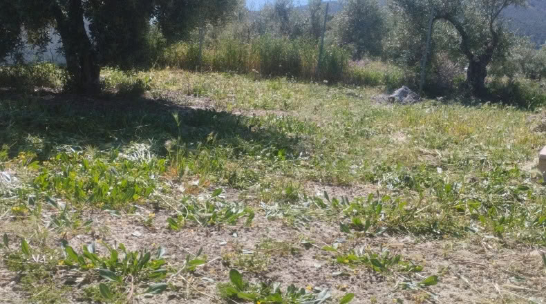 Jaen - La Guardia de Jaén - 809m2