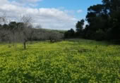 Terreno no urbanizable en venta en la camí de ses Rotes, Montuïri, ref: TR396216 foto