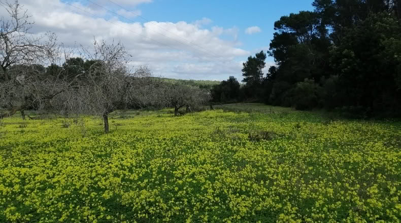 Islas Baleares - Montuïri - 5300m2