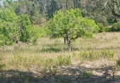 Terreno no urbanizable en venta en la camí de ses Rotes, Montuïri, ref: TR396216 foto