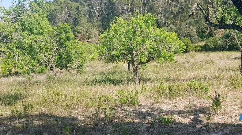 Islas Baleares - Montuïri - 5300m2