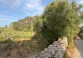 Terreno no urbanizable en venta en la camí de ses Rotes, Montuïri, ref: TR396216 foto