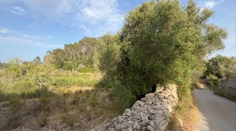 Islas Baleares - Montuïri - 5300m2