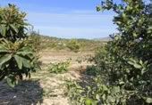 Casa de camp amb terreny en venda a la Variante de Benissa, Benissa, ref.: TR396221 foto